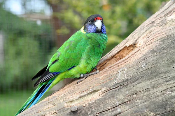 Schilderachtig Uitzicht Prachtige Papegaai Natuur — Stockfoto