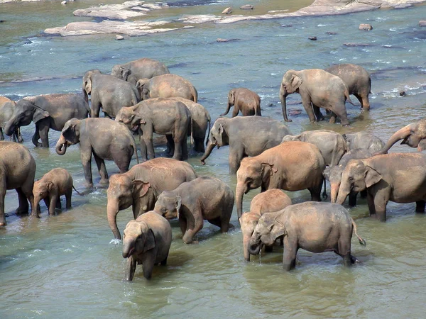 Animais Selvagens Elefantes Mamíferos — Fotografia de Stock