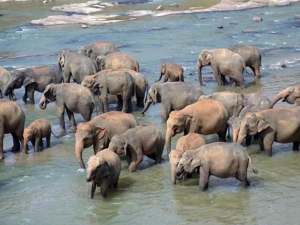 Elefante Vida Silvestre Mamífero — Foto de Stock