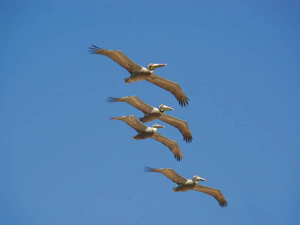 Pelikan Długim Dziobem — Zdjęcie stockowe