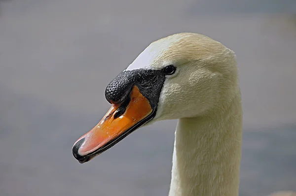 Labutí Pták Volně Žijící Živočichové — Stock fotografie