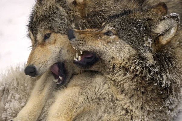 Lobos Selvagens Habitat Natural — Fotografia de Stock