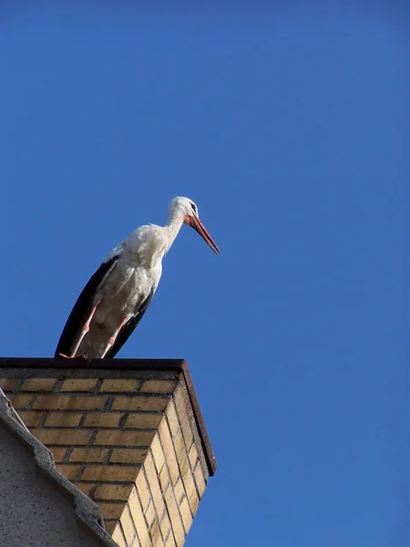 Cegonhas Pernas Compridas Pescoço Comprido Pássaro Vagueando — Fotografia de Stock