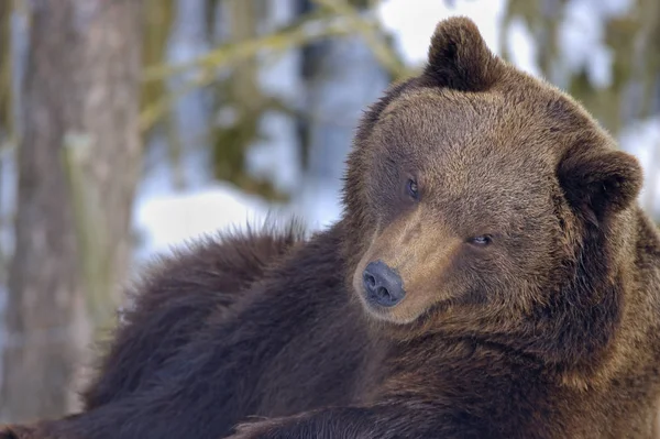 Faunę Niedźwiedzie Brunatne Dzikie Zwierzęta — Zdjęcie stockowe