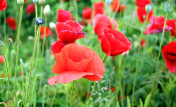 Vue Rapprochée Belles Fleurs Pavot Sauvage — Photo