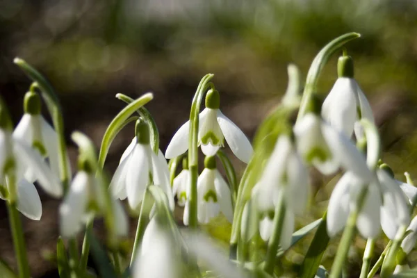 Primavera Blanco Nevadas Flores — Foto de Stock