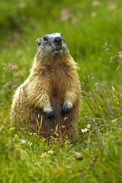 Murmeldjur Murmeldjur Gnagare — Stockfoto