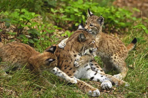 Jong Lynx Spelen Met Moeder — Stockfoto