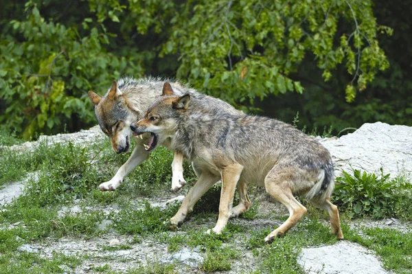 Loup Dans Forêt — Photo