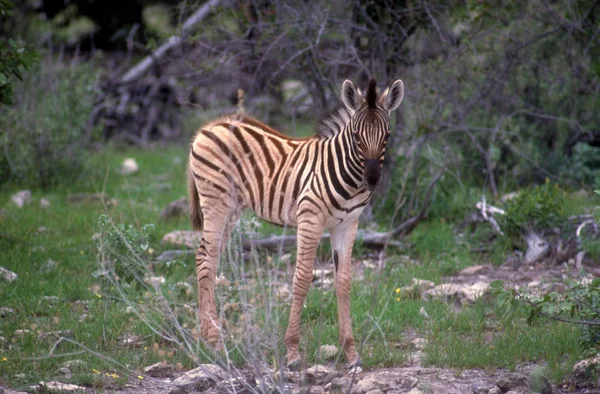 Ourson Zèbre Dans Parc National Etosha Namibia — Photo