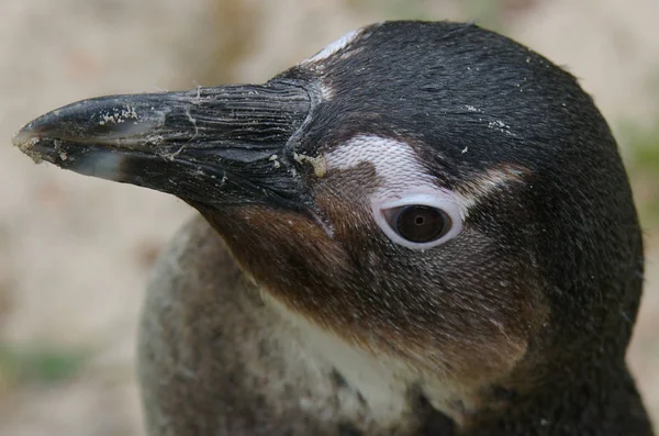 Vista Panorámica Las Aves Pingüinos Lindos Naturaleza — Foto de Stock