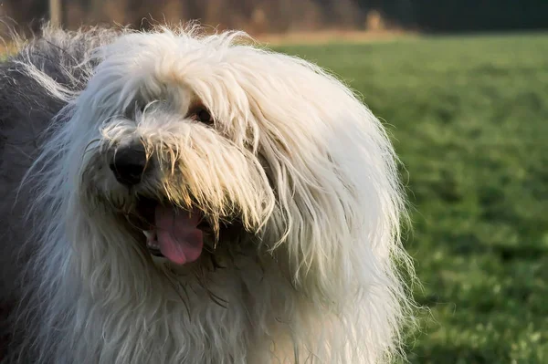 Şirin Bir Köpeğin Portresi — Stok fotoğraf