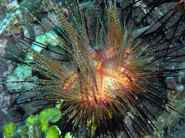 海洋生物水中写真 — ストック写真