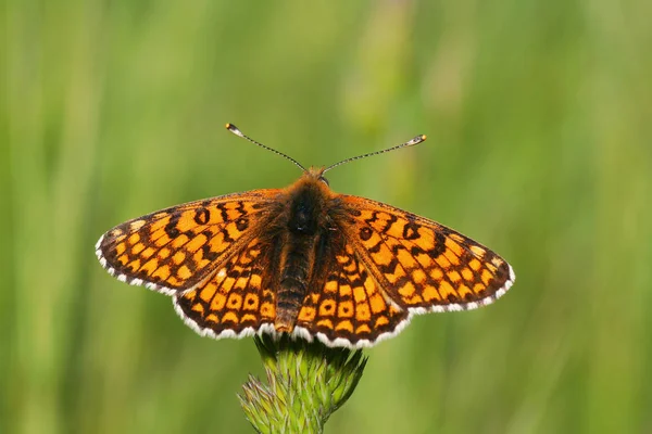 Gros Plan Bug Nature Sauvage — Photo