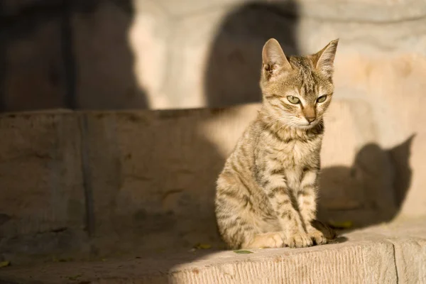 Портрет Милого Кота — стокове фото