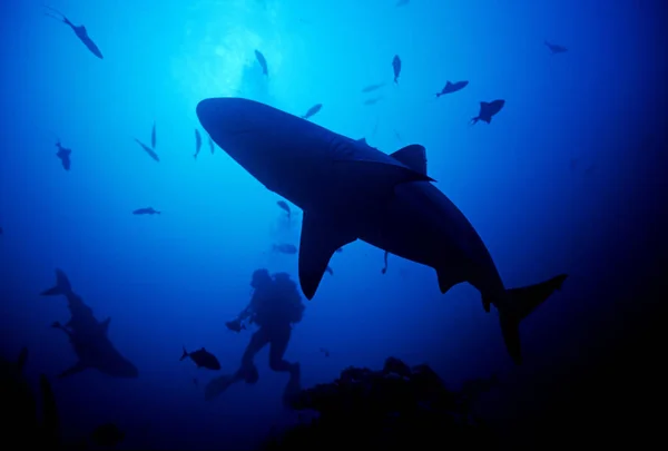 Tiburones Arrecife Gris Alrededor Buceador Profundidad Mar Rojo Sombra Rumi —  Fotos de Stock