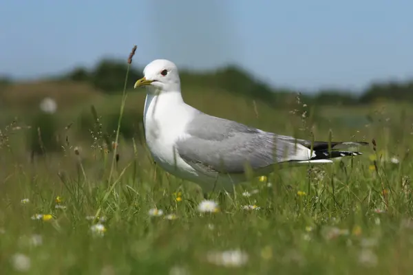 Vista Panorámica Hermosas Gaviotas Aves — Foto de Stock