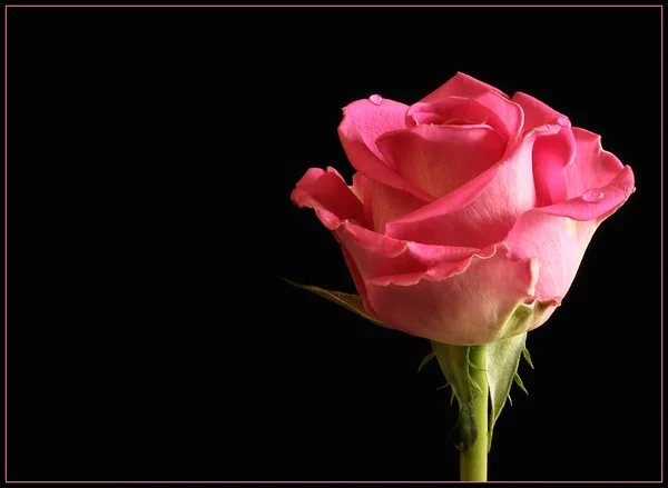 Rose Rose Sur Noir Gros Plan Une Belle Rose Blanche — Photo