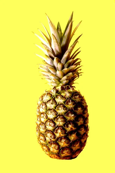 Frische Ananas Fruchtpflanze — Stockfoto