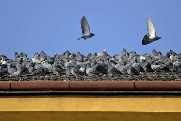 Vista Panorámica Las Aves Palomas —  Fotos de Stock