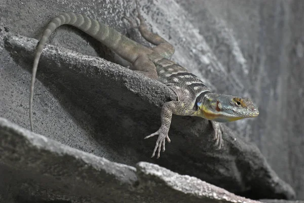 Lagarto Reptil Tropical —  Fotos de Stock