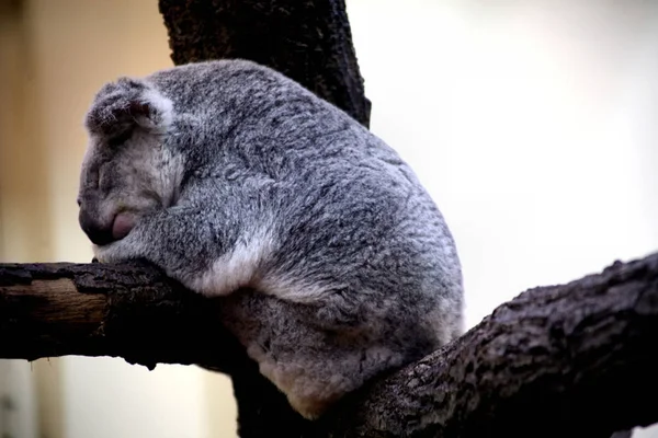 Koala Beer Wild Boom Dier — Stockfoto