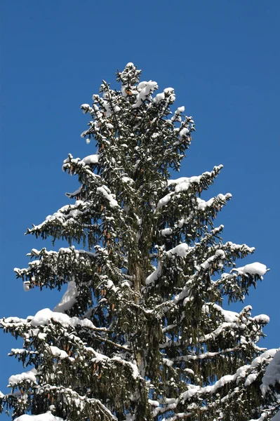 Abeto Com Cones Inverno — Fotografia de Stock