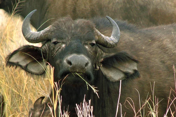 Bufflar Gräsätare Och Vilda Djur — Stockfoto