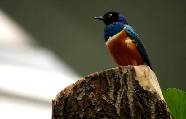 Schilderachtig Uitzicht Prachtige Spreeuw Vogel Natuur — Stockfoto