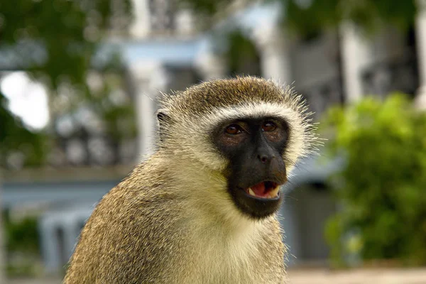 Monkey Black Face — Stock Photo, Image