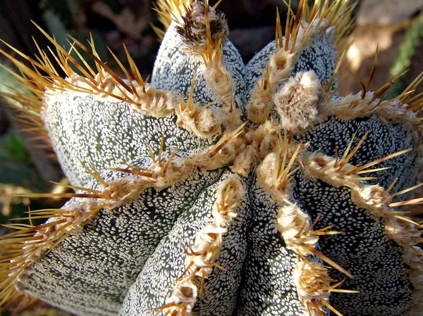 サボテン 熱帯植物 — ストック写真