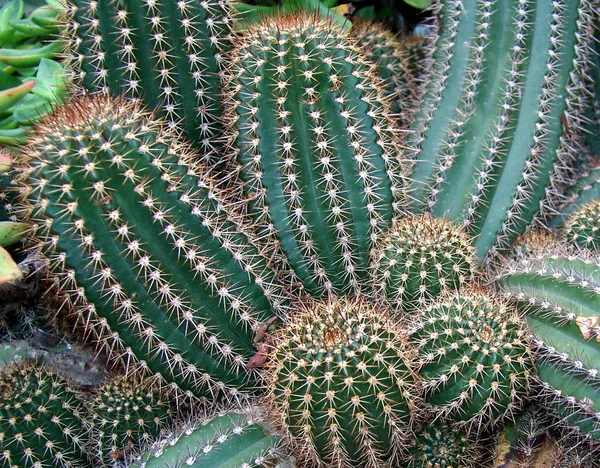 Planta Tropical Cactus Flora Botánica — Foto de Stock