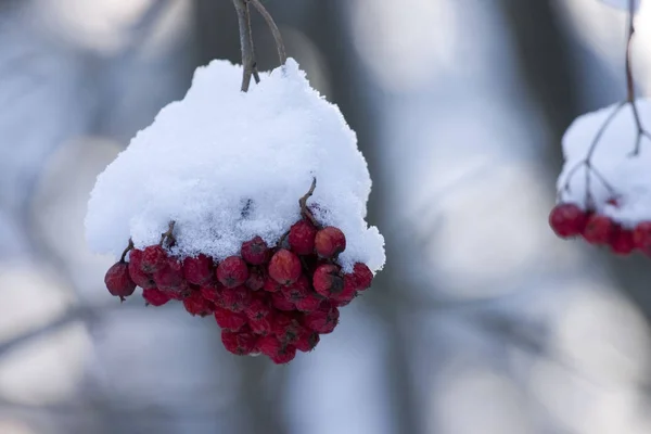 Fond Coloré Pour Noël Nouvelle Carte Vacances Année — Photo