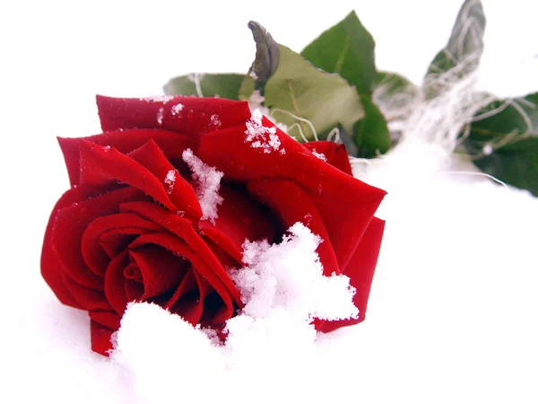 Róża Śniegu — Zdjęcie stockowe
