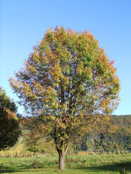 Bellissimo Fogliame Autunnale Nella Foresta — Foto Stock