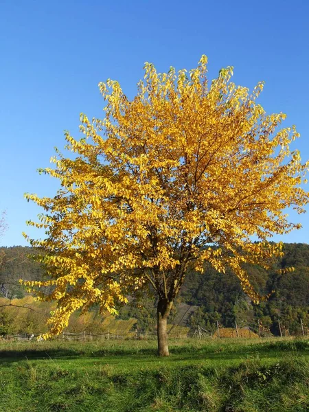 Hermoso Follaje Colorido Otoño —  Fotos de Stock