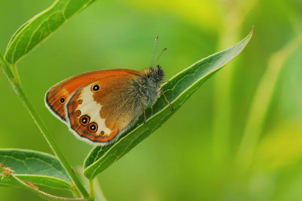 Gros Plan Bug Nature Sauvage — Photo