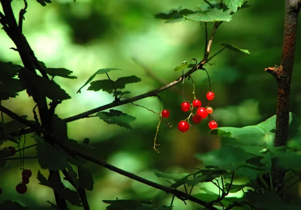 野生森林植物区系景观 — 图库照片