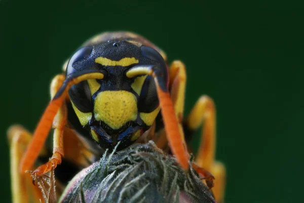 Detailní Pohled Vosí Hmyz Makro Záběru — Stock fotografie