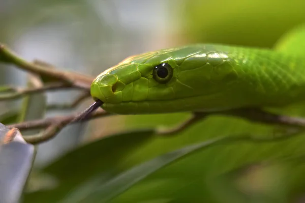 Groene Mamba Groene Slangenreptiel — Stockfoto