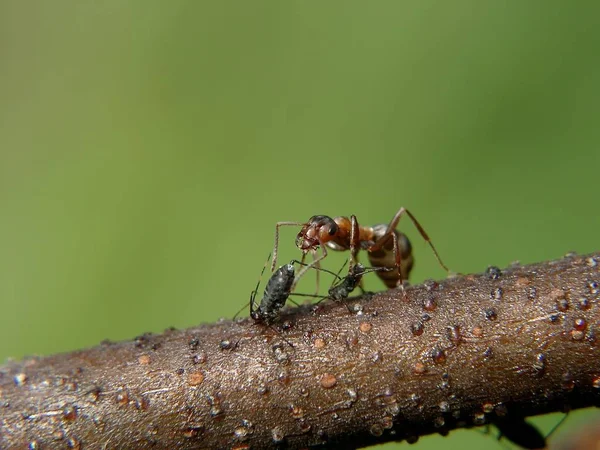 Mrówka Podczas Dojenia Wesz — Zdjęcie stockowe