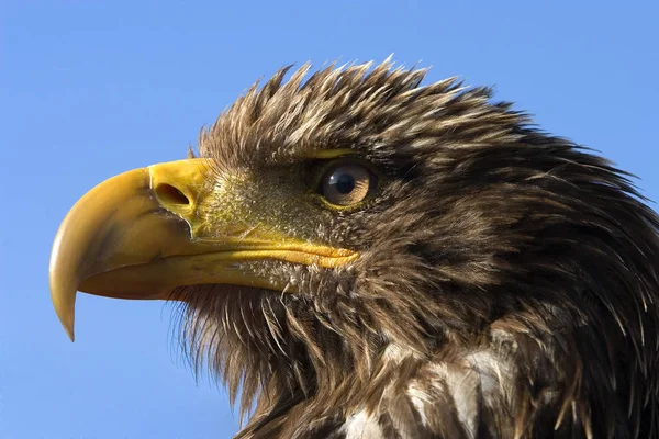 Malerischer Blick Auf Den Majestätischen Steinadler Wilder Natur — Stockfoto