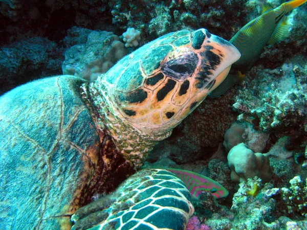 Animal Tartaruga Tropical Fauna Natureza — Fotografia de Stock