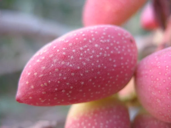 Pistacho Árbol —  Fotos de Stock