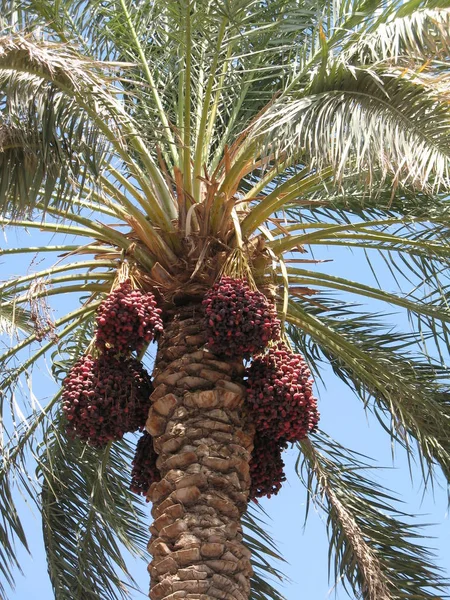 Bel Colpo Botanico Carta Parati Naturale — Foto Stock