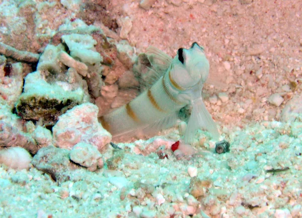 Duende Compañera Delante Cueva — Foto de Stock