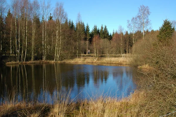 Madárleső Lövés Kacsa Vad Természetben — Stock Fotó