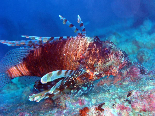 Lionfish Sea Underwater Sea Life — стоковое фото