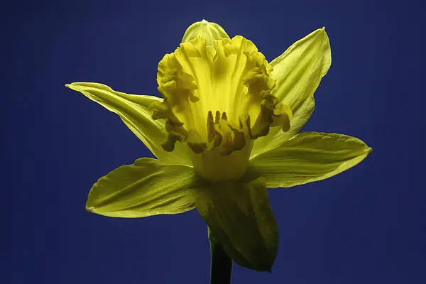 Narcyz Wiosenne Płatki Kwiatów Flora — Zdjęcie stockowe