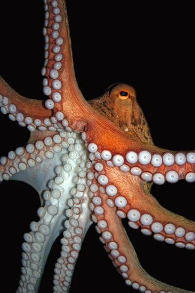 Carta Parati Tema Marino Scatto Luce Del Giorno — Foto Stock